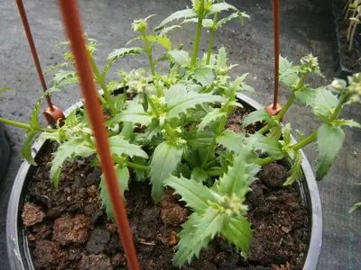 Jak se jmenuje tahle rostlina?