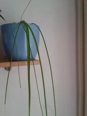 Jak se jmenuje tahle rostlina?