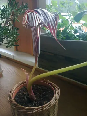 Poznáte tuto rostlinu?