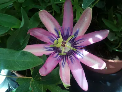 Mučenka (Passiflora) - vše o mučenkách