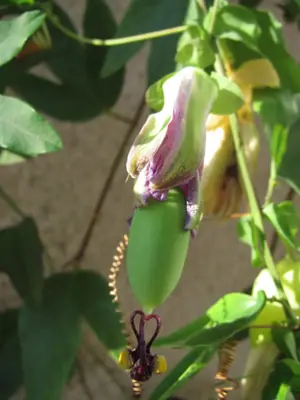 Mučenka (Passiflora) - vše o mučenkách