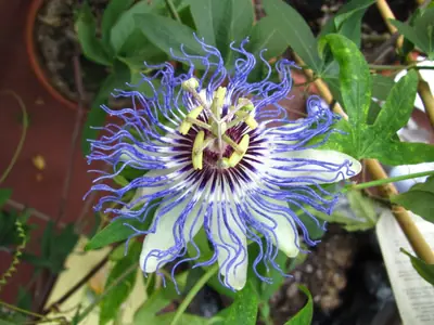 Mučenka (Passiflora) - vše o mučenkách