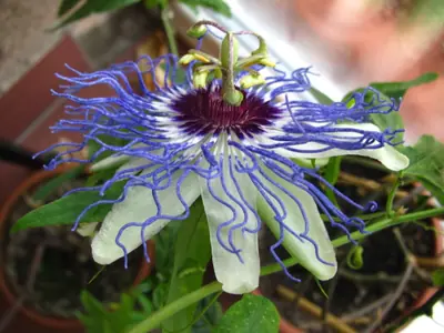 Mučenka (Passiflora) - vše o mučenkách