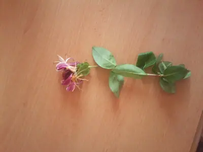 Prosím co je to za kytku??