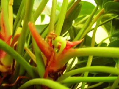 Anthurium - anturie