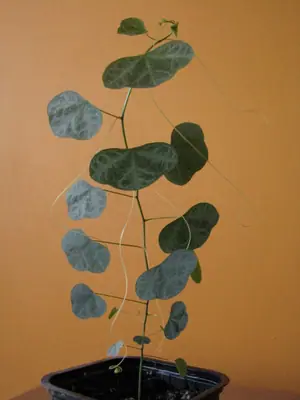 Mučenka (Passiflora) - vše o mučenkách