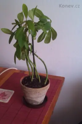 Kdo zná tyto kytky