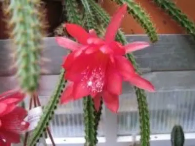 Aporocactus - převislý kaktus - pěstování