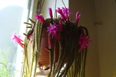 Aporocactus - převislý kaktus - pěstování