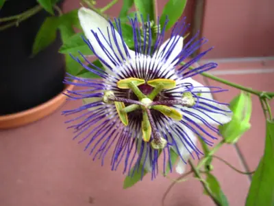 Mučenka (Passiflora) - vše o mučenkách