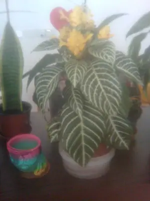 Afelandra