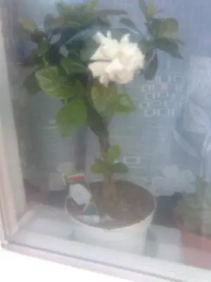 Gardénie
