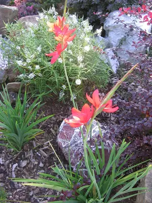 Jak na schizostylis