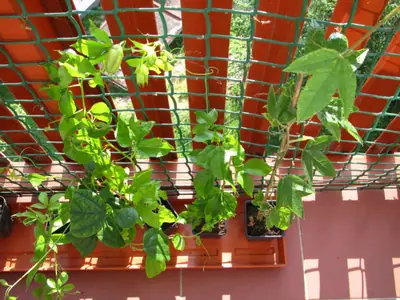 Mučenka (Passiflora) - vše o mučenkách