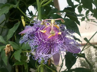 Mučenka (Passiflora) - vše o mučenkách