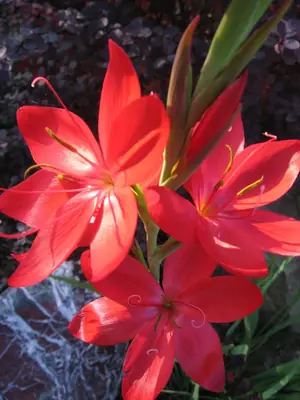 Jak na schizostylis