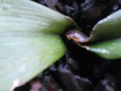Orchidej a moje nešikovnost