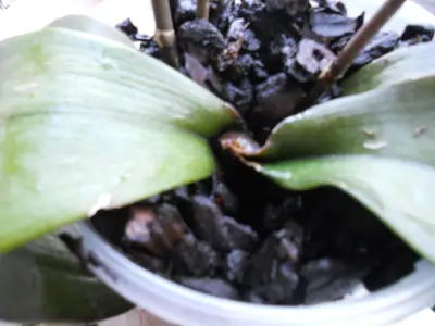 Orchidej a moje nešikovnost