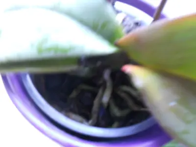 Orchidej a moje nešikovnost