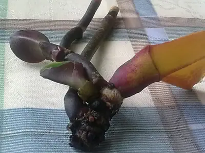 Orchidej a moje nešikovnost