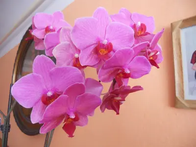 Orchidej a moje nešikovnost