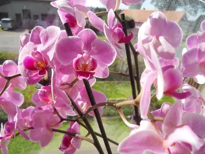 Orchidej a moje nešikovnost