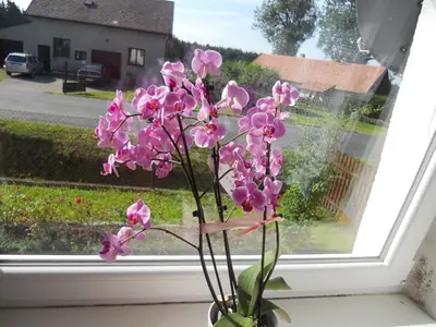 Orchidej a moje nešikovnost