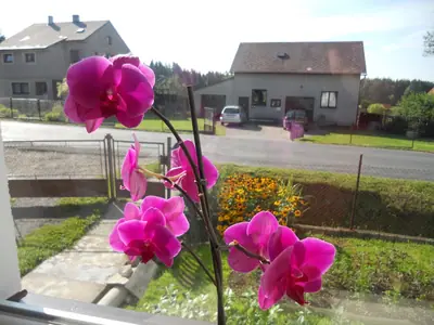 Orchidej a moje nešikovnost