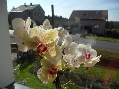Orchidej a moje nešikovnost