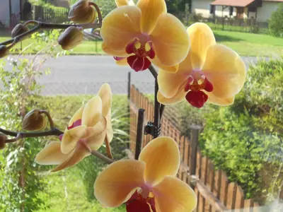 Orchidej a moje nešikovnost
