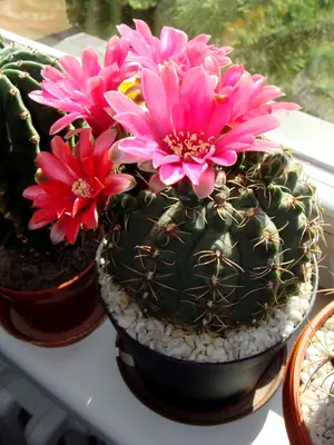 Gymnocalycium