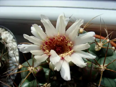 Gymnocalycium