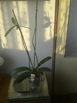Orchidej phalaenopsis - po odkvětu