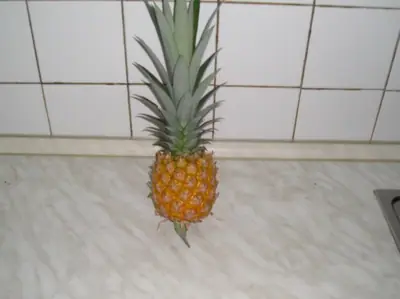 Pěstování ananasu
