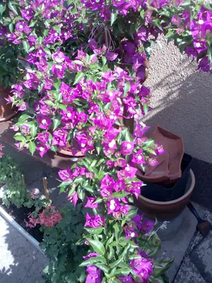 Bougainvillea vášeň pro její pěstování