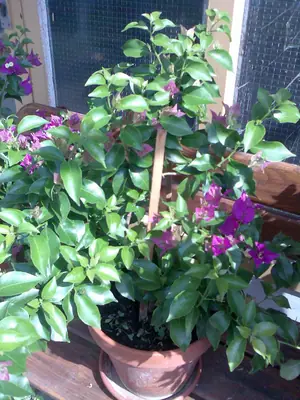 Bougainvillea vášeň pro její pěstování