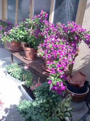 Bougainvillea vášeň pro její pěstování