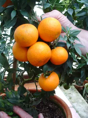 Citrusové plody