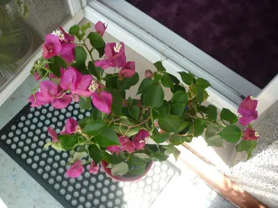 Bougainvillea vášeň pro její pěstování