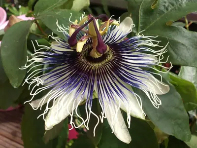 Mučenka (Passiflora) - vše o mučenkách