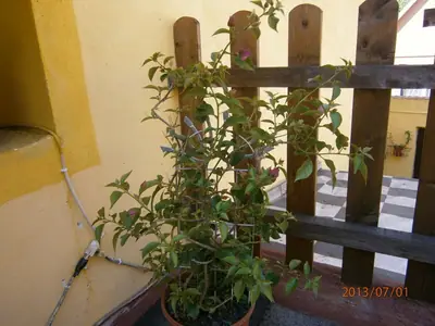 Bougainvillea vášeň pro její pěstování