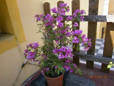 Bougainvillea vášeň pro její pěstování