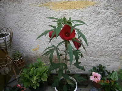 Ibišek - pěstování, fotky, výměna