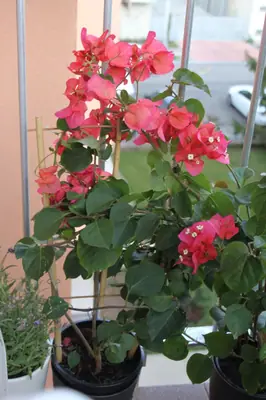 Bougainvillea vášeň pro její pěstování