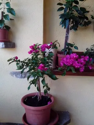 Bougainvillea vášeň pro její pěstování