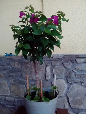 Bougainvillea vášeň pro její pěstování