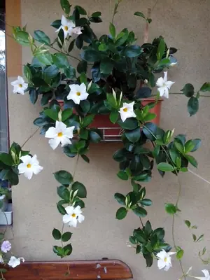 Bougainvillea vášeň pro její pěstování