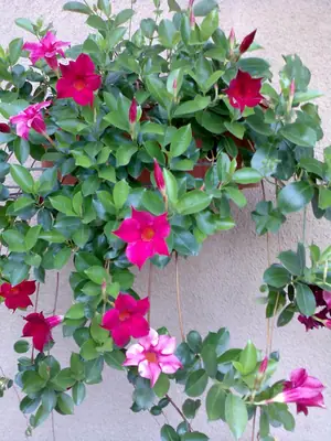Bougainvillea vášeň pro její pěstování