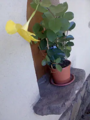 Bougainvillea vášeň pro její pěstování