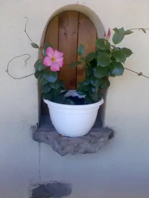 Bougainvillea vášeň pro její pěstování